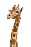 giraffe face photo