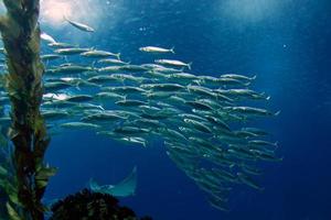 Shoal of mackerel photo