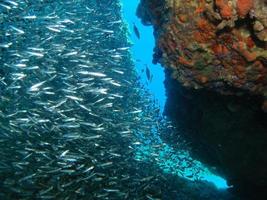 silverside herrings photo