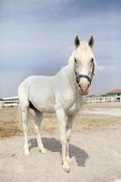 White Stallion Arabian Horse