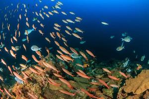cardúmenes de peces tropicales alrededor de un pináculo coralino de aguas profundas foto