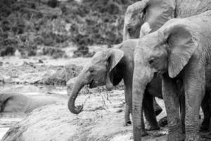 Elefantes en Addo Elephant Park, Sudáfrica foto