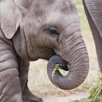 Young elephant photo