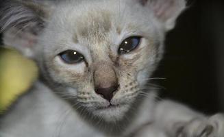 triste mirando gatito blanco