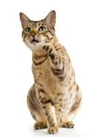 Bengal cat with blue eyes pointing with its paw