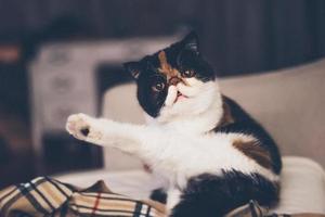 gato de yoga ridículamente lindo