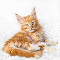 Red foxy maine coon kitten posing
