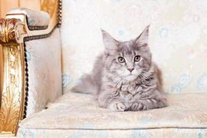 Young Maine Coon cat photo