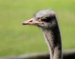 The portrait of Ostrich on a green background