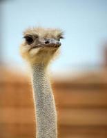 ostrich photo