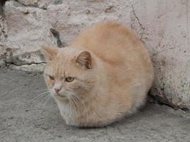 El gato rojo sin hogar está triste.