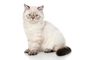Persian shorthair cat