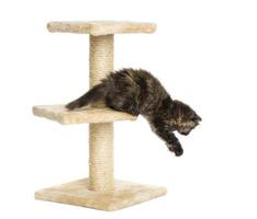 Highland fold kitten jumping from a cat tree, isolated photo
