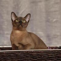 Beautiful Burmese cat in front of silver blanket