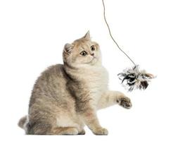 British shorthair sitting, playing with feather toy, isolated photo