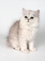 el gatito blanco foto
