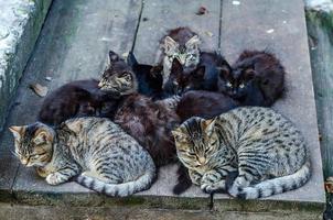 familia de gatos callejeros