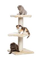 Highland fold or straight kittens playing on a cat tree