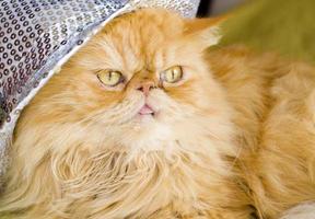 Red persian cat with hat