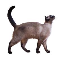 Siamese cat looking curiously upwards photo