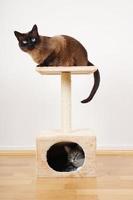 two cats on cat tower