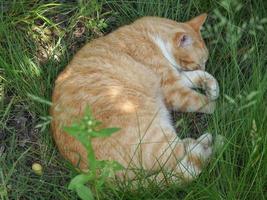Cat in the grass photo