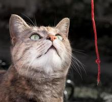 Tortoiseshell Tabby Cat Playing with Red String photo