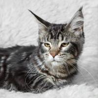Tabby black maine coone cat posing on white background fur
