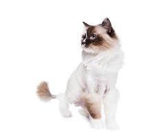 Shaved Cat photo