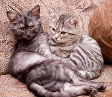 hermosos gatos jóvenes escoceses foto
