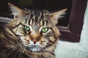 Closeup of Maine Coon black tabby cat with green eyes