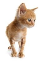 ginger kitten photo