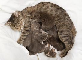 cats babies drink at her mother photo