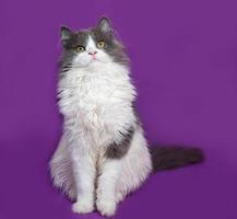 Fluffy gray and white kitten sitting on lilac photo