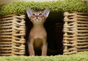 Portrait of a cute abyssinian kitten photo
