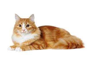 Red marble mixed-breed cat lying isolated on white photo