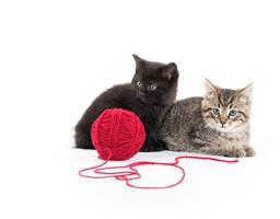 Two cute kittens and red yarn photo