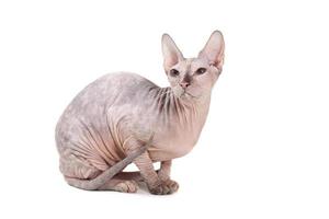 hairless Sphynx cat breed