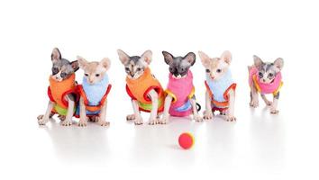 Six funny hairless kittens with ball brood of Canadian sphynx photo