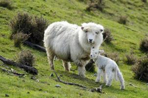 nueva zelanda perendale ovejas