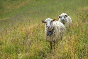 sheeps photo