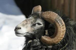 Gotland ovejas, carnero foto