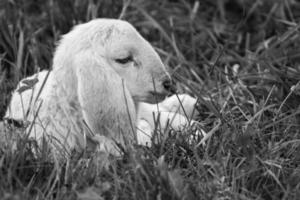 Lamb IV photo