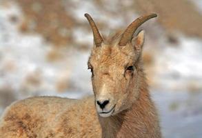 Bighorn Sheep - face in the wind