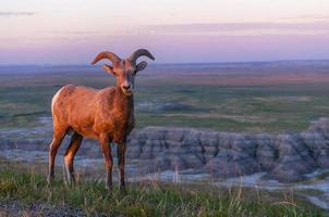 Badlands Bighorn Sheep at Sunrise photo