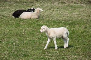 Sheep and lambs grazing photo