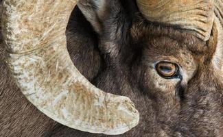 bighorn sheep eye and horn