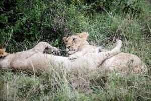 lion cubs playing photo