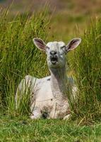 Freshly Sheared Sheep In Summer Pasture photo