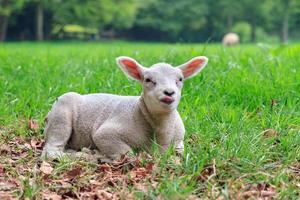 Lamb tongue photo